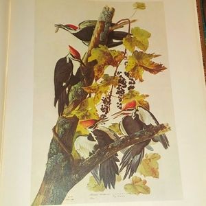 Purple Gallinule, plate 205. John James Audubon prints